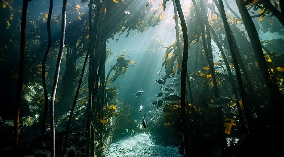 Seaweed forests, oceanic carbon sinks. Photo credit Helen Warne.