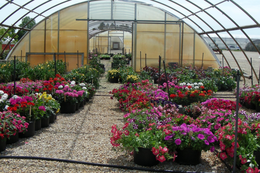 Image: While wildflowers and perennials are a must for supporting pollinators, there’s no denying the popularity of many annual flowers for their colorful, visual appeal. A new study suggests choosing the right varieties can give annual flowers a role in nourishing bees and other pollinating insects in home gardens. In the two-year study, researchers at Michigan State University (MSU) observed pollinators visiting 25 different varieties, or cultivars, of the six most popular annual flower species in the United States, finding significant variation in apparent pollinator attractiveness between cultivars, even within the same flower species. Here, mixed groups of the flowers grow at the MSU Horticulture Farm in June 2017. Credit: David Smitley, Ph.D.)