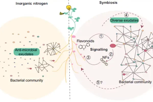 Image credit: Nitrogen nutrition and signaling during root nodule symbiosis impact the community assemblies. Lotus plants grown in the presence of inorganic nitrogen secrete specific metabolites and assemble a microbial community with low connectivity. Lotus plants grown in symbiosis-permissive conditions secrete metabolites such as flavonoids (1) that induce Nod factor production in compatible nitrogen-fixing Rhizobiumisolates (2). Nod factors are recognized by the Lotus host which initiates a signaling pathway (3) to accommodate the symbiont. Symbiotically active roots have an exudate profile (4) and associated microbial communities that differ from plants grown in the presence of inorganic nitrogen. It remains to be determined how bacterial communities associated with symbiotically active plants impact the host to promote the symbiotic association and plant growth (5). Figeure: from Ke Tao et al. 2024)