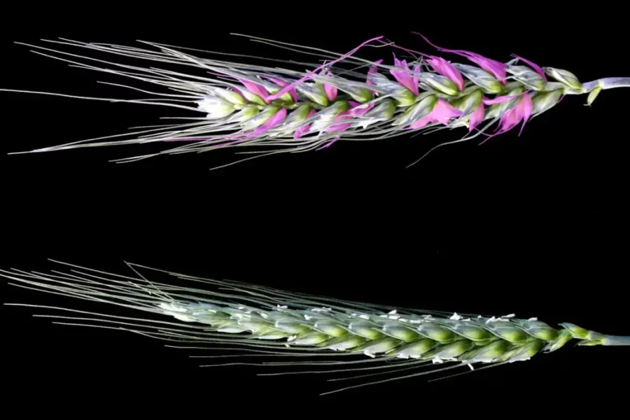 Image: Two images of a wheat spike. The top image is a spike from an alog1 mutant, with additional spikelets highlighted in pink. The bottom image is a normal spike from a plant without the edited gene. Credit: University of Adelaide