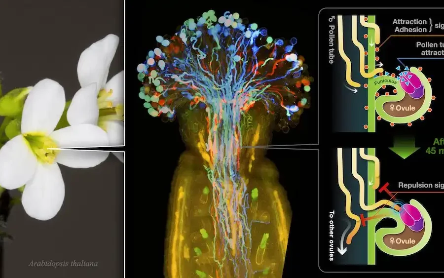 Image: Deep imaging reveals dynamics and signaling in one-to-one pollen tube guidance. Credit: Issey Takahashi