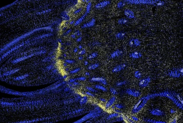 Image: This award-winning image by Brandon James, Project Manager in the Swaminathan lab at the HudsonAlpha Institute, shows a thin slice of part of a Sorghum bicolor shoot apex. The fluorescent probes show cells in the shoot (nuclei labeled in blue) and the expression of RNA transcripts of a gene called KNAT1 (yellow). This is part of work by CABBI and its partners to better understand different cell types within sorghum stems and enable cell-type-specific engineering for bioenergy and novel bioproducts. Credit: Center for Advanced Bioenergy and Bioproducts Innovation (CABBI)