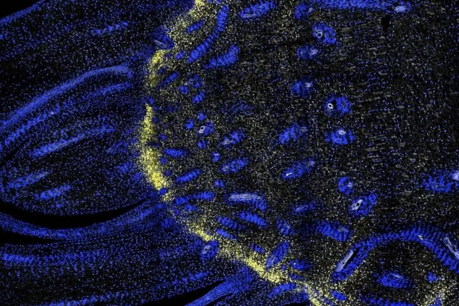 Image: This award-winning image by Brandon James, Project Manager in the Swaminathan lab at the HudsonAlpha Institute, shows a thin slice of part of a Sorghum bicolor shoot apex. The fluorescent probes show cells in the shoot (nuclei labeled in blue) and the expression of RNA transcripts of a gene called KNAT1 (yellow). This is part of work by CABBI and its partners to better understand different cell types within sorghum stems and enable cell-type-specific engineering for bioenergy and novel bioproducts. Credit: Center for Advanced Bioenergy and Bioproducts Innovation (CABBI)