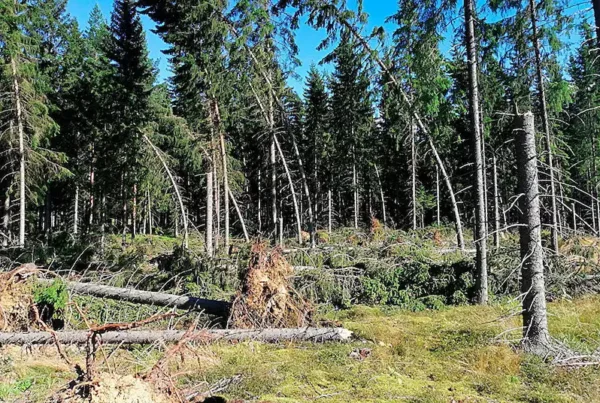 Image: In the photo: Norway spruce damaged by wind. Credit: Alexander Pulgarin Diaz.