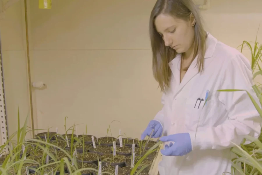 Image: Eleanor Brant collecting leaf samples for molecular analysis of gene edited sugarcane. Credit: Charles Keato