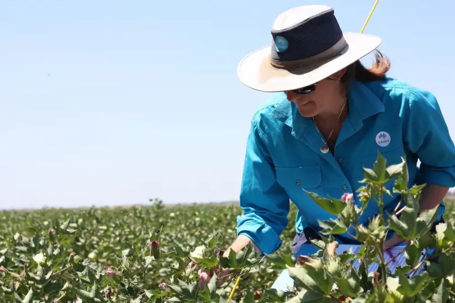 Image: Plant breeders play a crucial role in ensuring the long-term success of crops. Credit: CSIRO