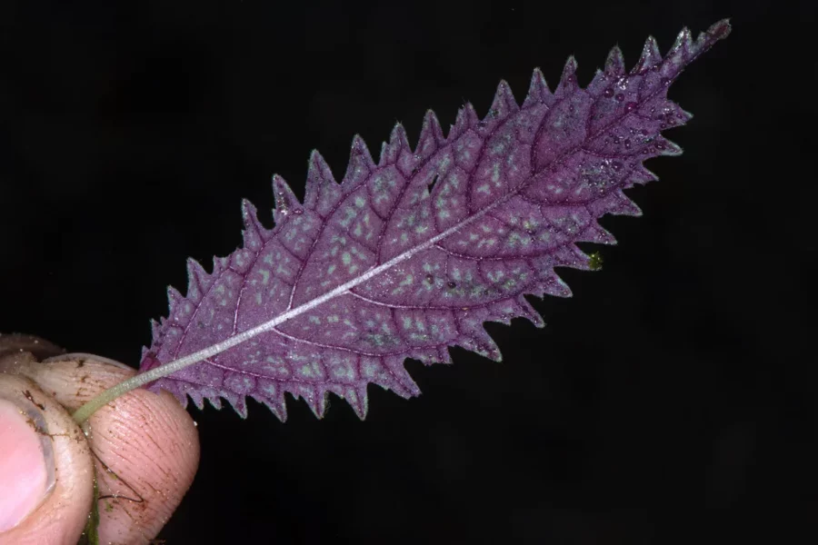 Image credit: Amalophyllon miraculum leaf. Credit: Creative Commons Attribution License (CC BY 4.0)