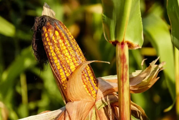 Image: corn field and corn close-up. Credit: Couleur / Pixabay