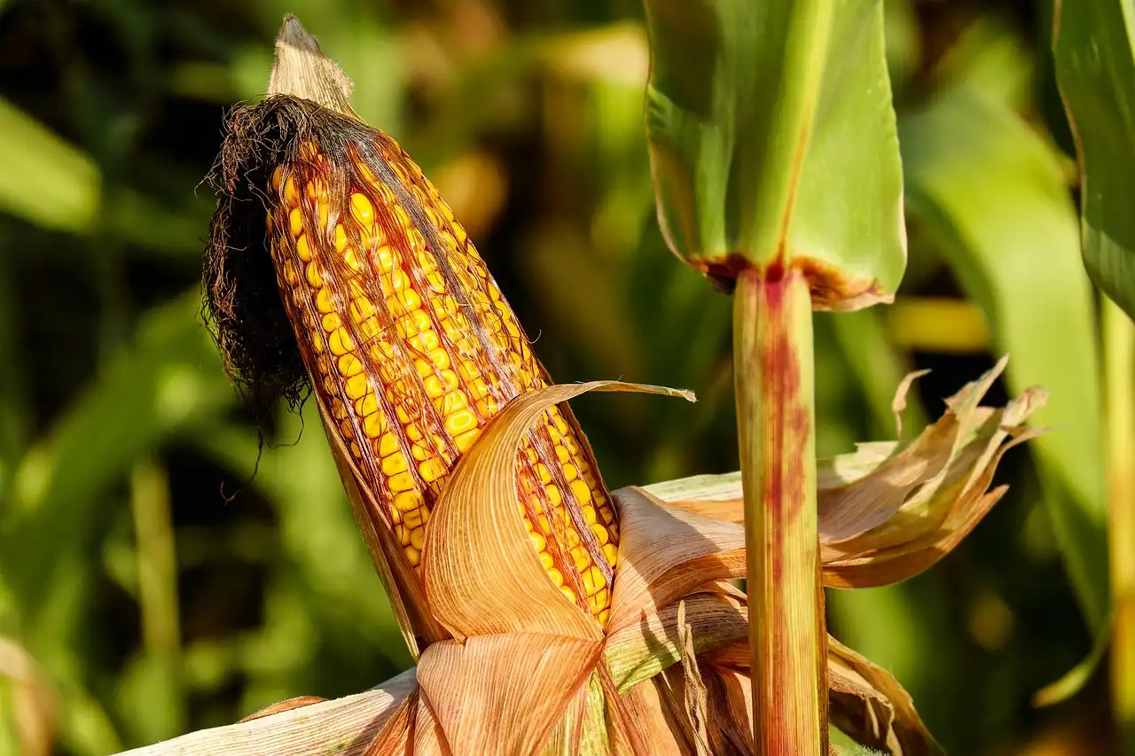 Image: corn field and corn close-up. Credit: Couleur / Pixabay