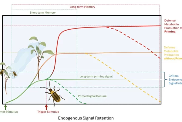 Image: Plant defense priming in response to herbivory. Primer stimuli are environmental cues (e.g. volatile organic compounds from damaged neighboring plants, direct herbivore damage, spectral and chemical information) that elicit plant endogenous signaling and so ready plants for faster and stronger responses when additional attacks by herbivores occur (trigger stimulus). Intensity of the priming stimulus and the plant’s inherit sensitivity determine how strongly the plant is responding to a stimulus, reaching from alterations in endogenous signaling that may not significantly affect metabolism to a direct induction of defense metabolism. If the endogenous signal intensity elicit by environmental stimuli ranges within a critical signal intensity, a subsequent trigger stimulus (e.g. direct damage by a herbivore) will result in a faster and stronger expression of the plant defense metabolism. The reliability of a priming stimulus as a predictor of subsequent fitness-affecting damage will affect endogenous signal intensity and retention and thus if the priming information is stored in short- (e.g. transient, transcript and phytohormone accumulation) or long-term memory (e.g. epigenetic alterations). Defense priming allows the integration of environmental information to optimize plant responses while minimizing the costs associated with unreliable (false) environmental information. Credit: Plant Signaling & Behavior