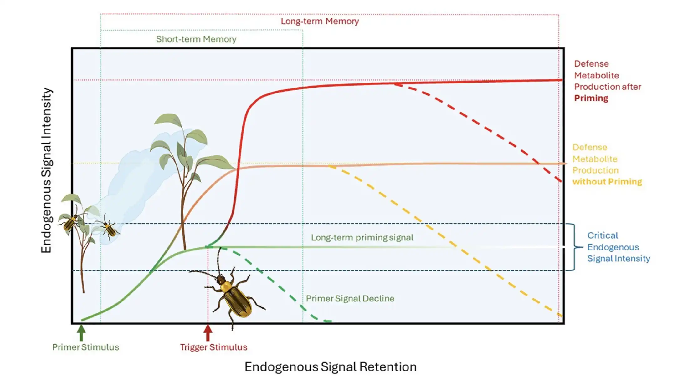 Image: Plant defense priming in response to herbivory. Primer stimuli are environmental cues (e.g. volatile organic compounds from damaged neighboring plants, direct herbivore damage, spectral and chemical information) that elicit plant endogenous signaling and so ready plants for faster and stronger responses when additional attacks by herbivores occur (trigger stimulus). Intensity of the priming stimulus and the plant’s inherit sensitivity determine how strongly the plant is responding to a stimulus, reaching from alterations in endogenous signaling that may not significantly affect metabolism to a direct induction of defense metabolism. If the endogenous signal intensity elicit by environmental stimuli ranges within a critical signal intensity, a subsequent trigger stimulus (e.g. direct damage by a herbivore) will result in a faster and stronger expression of the plant defense metabolism. The reliability of a priming stimulus as a predictor of subsequent fitness-affecting damage will affect endogenous signal intensity and retention and thus if the priming information is stored in short- (e.g. transient, transcript and phytohormone accumulation) or long-term memory (e.g. epigenetic alterations). Defense priming allows the integration of environmental information to optimize plant responses while minimizing the costs associated with unreliable (false) environmental information. Credit: Plant Signaling & Behavior