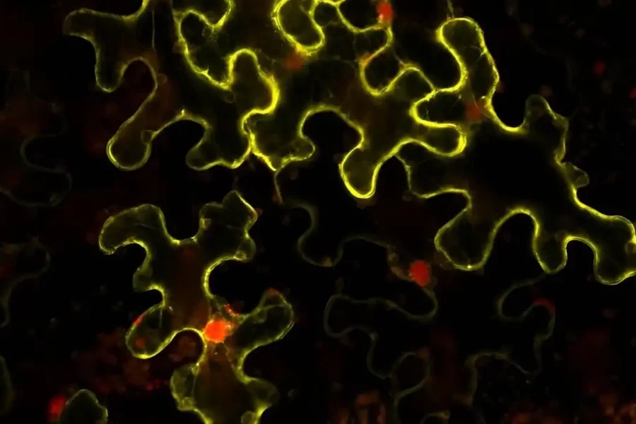 Image: Confocal images showing the interaction between AGO1 and PRMT5 in N. benthamiana leaf cells. Credit: CRAG