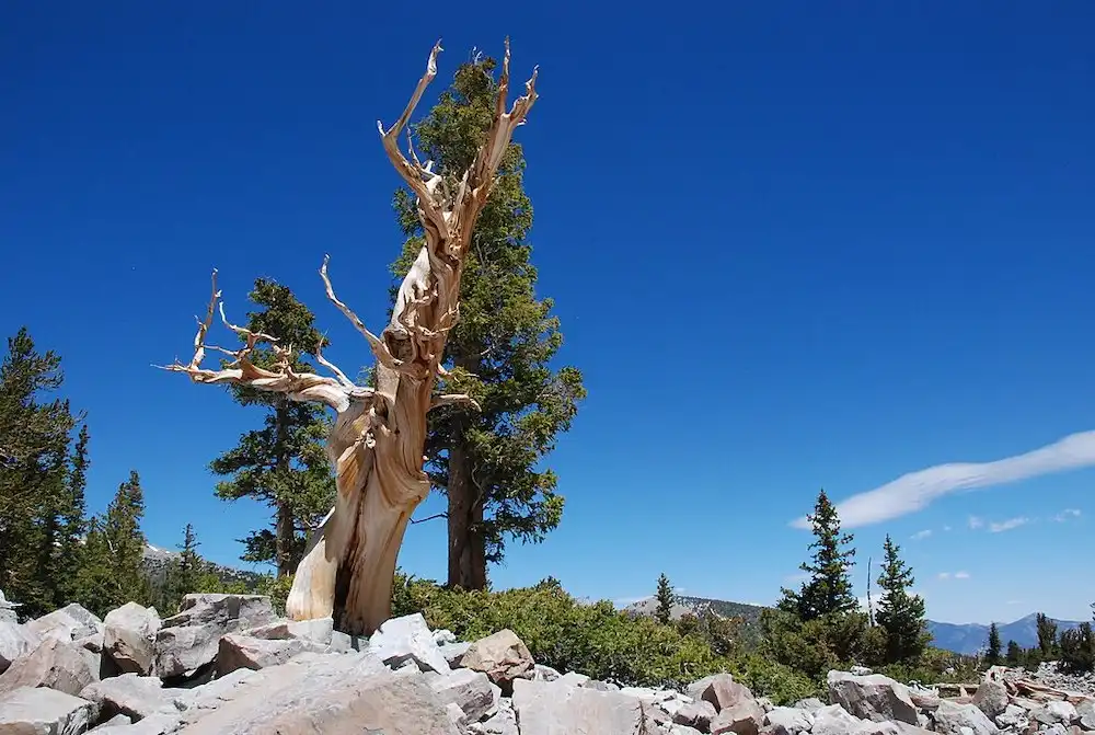 Image: Bristlecone Pine Great Basin National Park, Nevada--over 3,00 years old. Credit: George Longenecker/ Wikimedia Commons