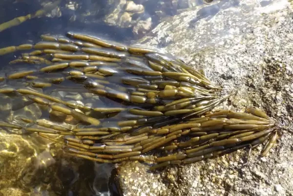 Image: Surprisingly, the brown algae field populations in the Sea of Japan, known as ‘Amazons’, consisted exclusively of females. Credit: Dr. Masakazu Hoshino