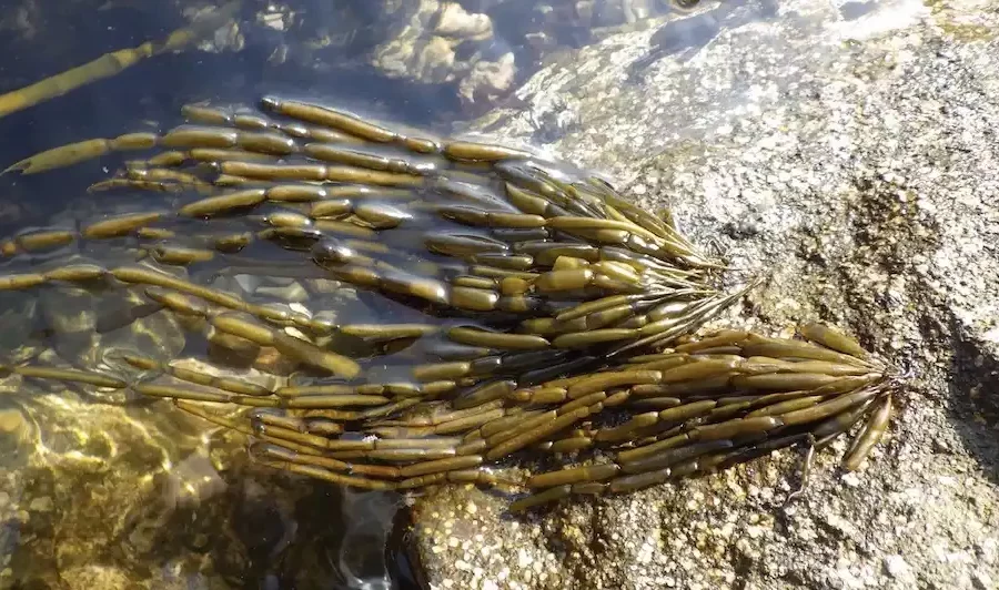 Image: Surprisingly, the brown algae field populations in the Sea of Japan, known as ‘Amazons’, consisted exclusively of females. Credit: Dr. Masakazu Hoshino