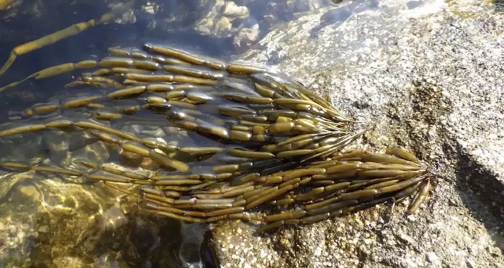 Image: Surprisingly, the brown algae field populations in the Sea of Japan, known as ‘Amazons’, consisted exclusively of females. Credit: Dr. Masakazu Hoshino