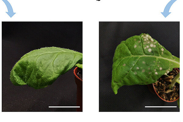 Plant Signaling Pathways Decoded