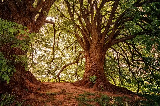 Mature forests vital in frontline fight against climate change