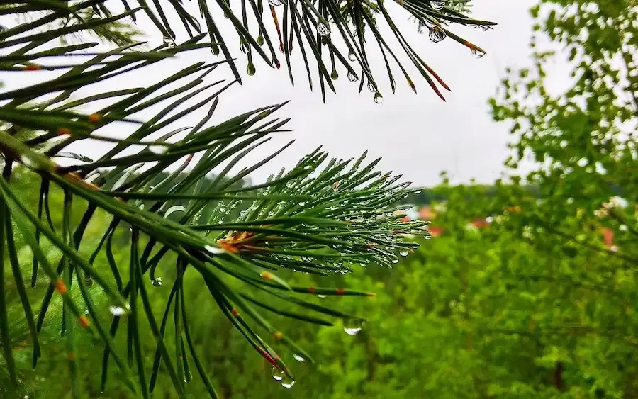 Image: Spruce. Credit: Alex Kogan / Pixabay