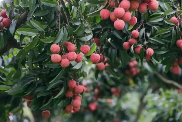 Image: Lychee fruits hanging from a tree branch. Credit: Xuan Duong / Pixabay