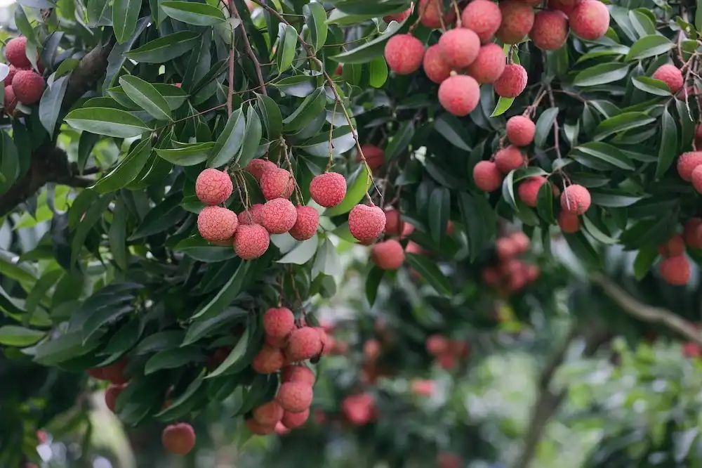 Image: Lychee fruits hanging from a tree branch. Credit: Xuan Duong / Pixabay