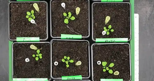 Image: The study uncovered specific genetic changes that could control the timing of plant developmental transition. Credit: University of York