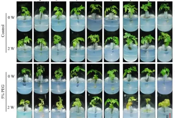 Image: Effect of JrGA20ox1-transformed rootstocks on WT walnut scions. Credit: Horticulture Research (2024).