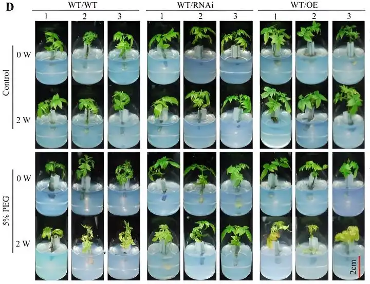 How engineered walnuts combat drought through grafting