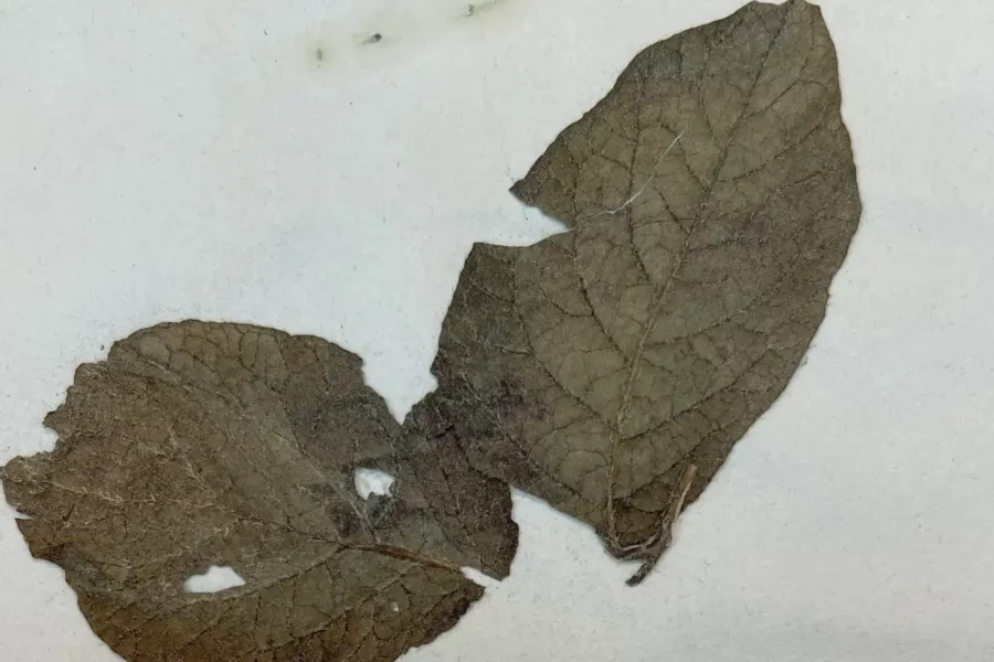 Image: A historic potato plant specimen collected by David Moore from the National Botanic Garden in Glasnevin, Ireland showing late-blight disease. Credit: Jean Ristaino, NC State University.