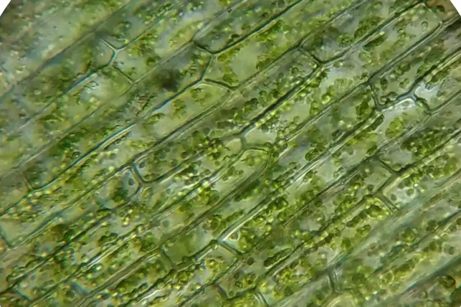 Andrea Vierschilling from Pixabay