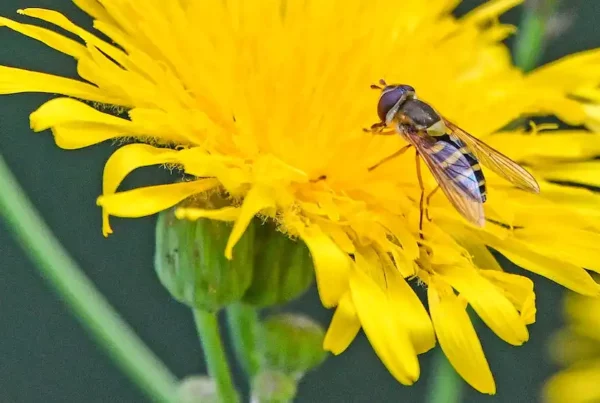 Image: Hoverflies — a family of insects that pollinate crops and control pests — get a boost from planting and maintaining trees around fields, according to a U of A study. Credit: John Acorn.