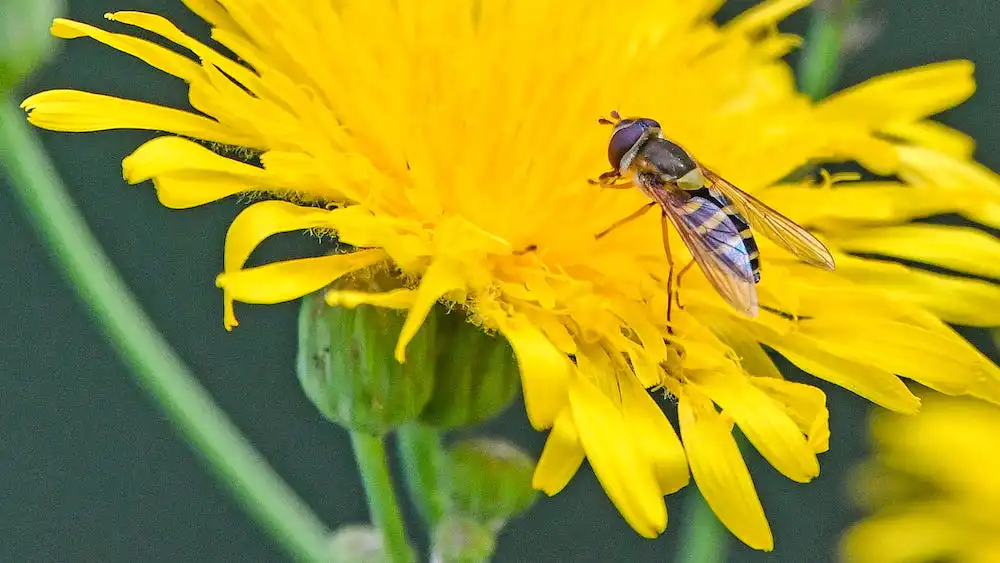 Image: Hoverflies — a family of insects that pollinate crops and control pests — get a boost from planting and maintaining trees around fields, according to a U of A study. Credit: John Acorn.