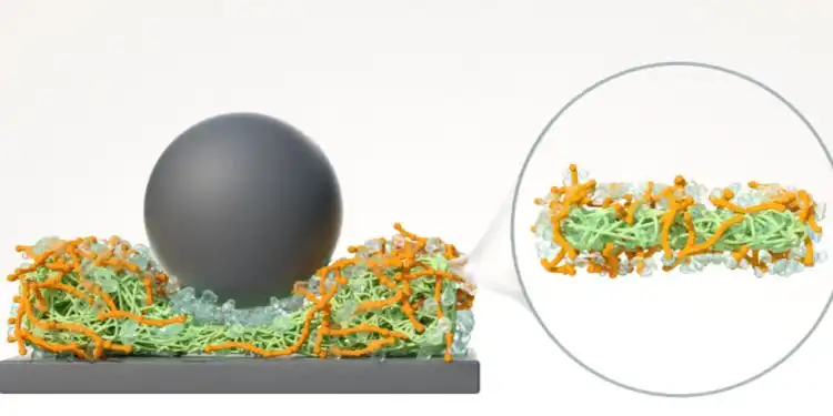 Image: Schematic illustration of hydration lubrication. The green mesh represents the potato protein-based protofilaments (PoPF) partially coated by orange-coloured filaments connected to each other representing the xanthan-based hydrogels (XGH) where the naked part of PoPF (i.e., uncoated by XGH) interacts with the tribo-contact surfaces shown as grey-coloured ball and the rectangular slab. The hydration lubrication mechanism is shown schematically by the transparent water-like spheres attached to the XGH. Credit: University of Leeds