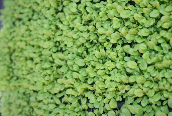 Image: Arabidopsis thaliana seedlings. Credit: Safflle / Wikimedia