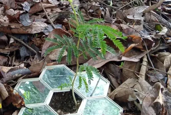 Image credit: The strategic placement of mirrors beneath Serianthes seedlings has been shown to boost available light and improve plant survival. Credit: Thomas Marler