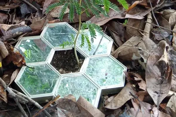 Under-plant mirrors improve endangered plant survival and growth