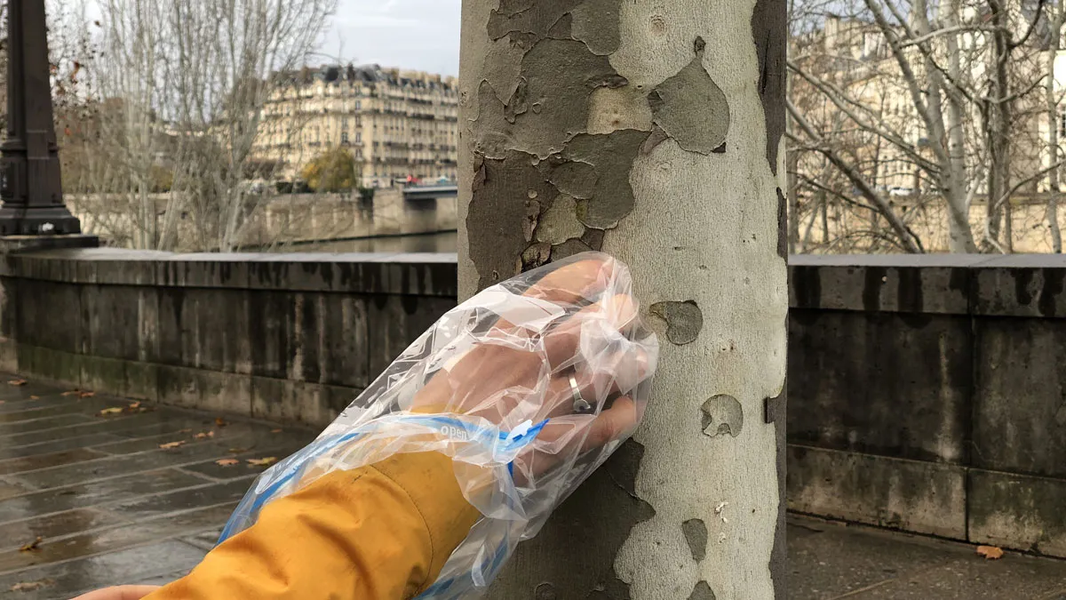 Image: Volunteers in Paris are collecting bark samples from the city’s plane trees as part of the Ecorc’Air project. Credit: Aude Isambert