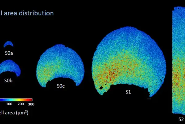 Image: A crescent-shaped petal pre-pattern was observed very early in petal development before any visible pigment. Colour map of cell area across the adaxial epidermis of HtTCP4.1 OE petals during early developmental stages (from S0a to S2E). Scale bar, 100 μm. Credit: Science Advances