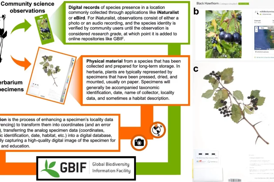 Image: Herbarium specimens and community science observations differ in terms of how they are collected and what biodiversity data they record. Credit: Nature Communications (2024). DOI: 10.1038/s41467-024-51899-1