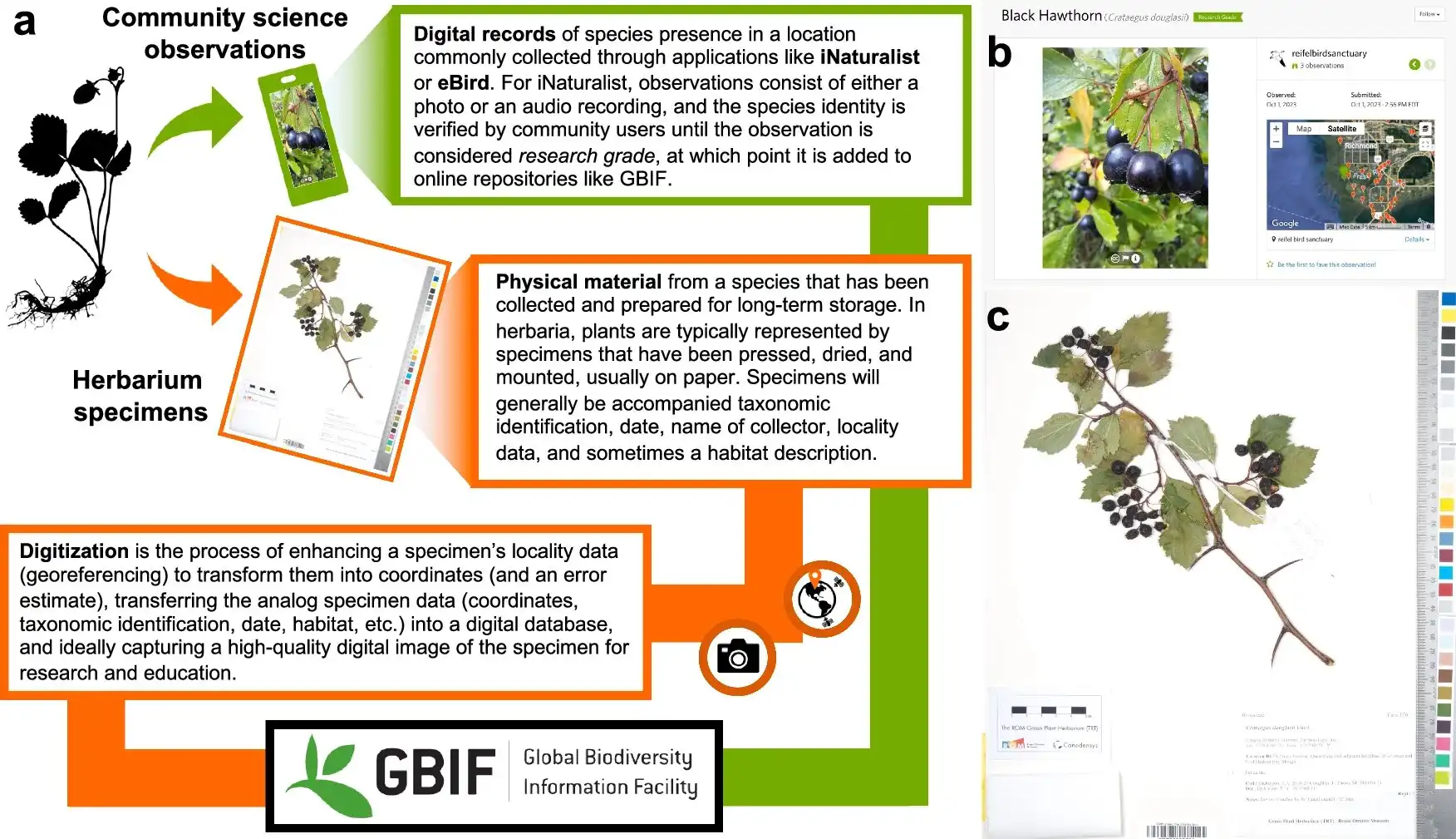 Image: Herbarium specimens and community science observations differ in terms of how they are collected and what biodiversity data they record. Credit: Nature Communications (2024). DOI: 10.1038/s41467-024-51899-1