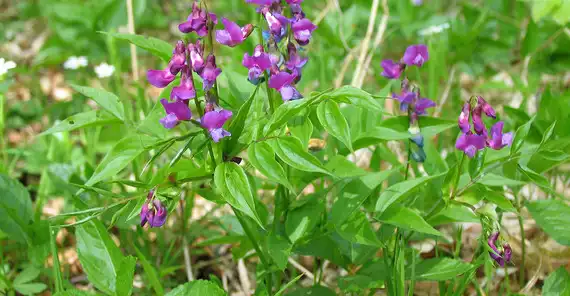 Image: The spring pea (Lathyrus vernus) is a nitrogen-fixing plant that occurs in the forest undergrowth. Credit: Marcus Schmidt 