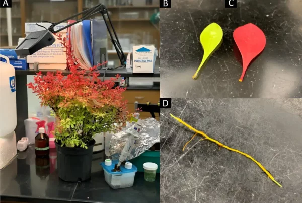 Image: Berberis thunbergii 'NCBT2' Sunjoy Neo including a container-grown plant (A), yellow leaves (B), red leaves (C), and root tissue (D). Credit: Journal of the American Society for Horticultural Science (2024). DOI: 10.21273/JASHS05376-24