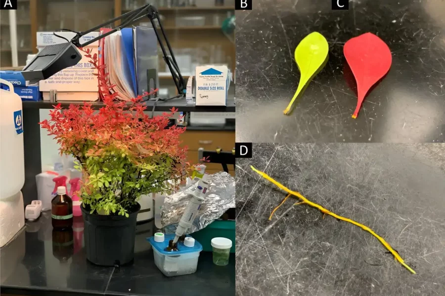 Image: Berberis thunbergii 'NCBT2' Sunjoy Neo including a container-grown plant (A), yellow leaves (B), red leaves (C), and root tissue (D). Credit: Journal of the American Society for Horticultural Science (2024). DOI: 10.21273/JASHS05376-24