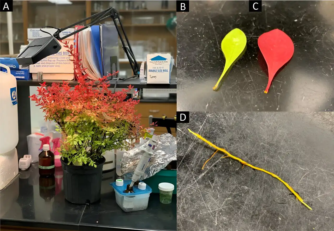 A flow cytometry guide for accurate estimation of plant genome size