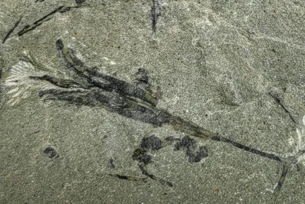 Image: A fossil of the winged-seed, Alasemenia, sourced from the Jianchuan mine in Xinhang Town, China. Credit: Deming Wang (CC BY 4.0)