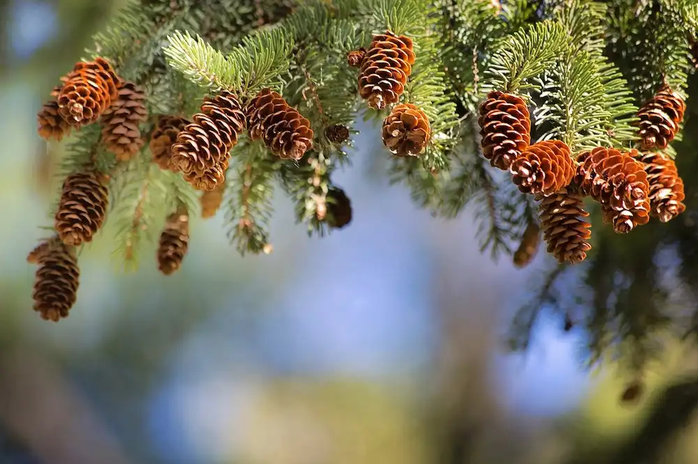 Adaptability of trees persists after millions of years of climate change