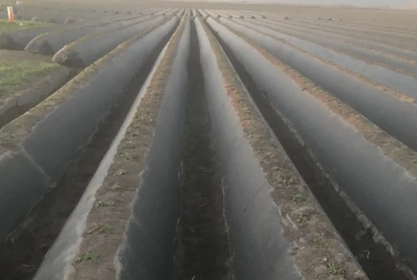 Image: Strawberries planted into mulched beds. Credit: Seeta Sistla