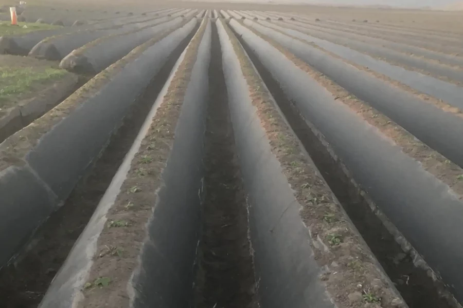 Image: Strawberries planted into mulched beds. Credit: Seeta Sistla