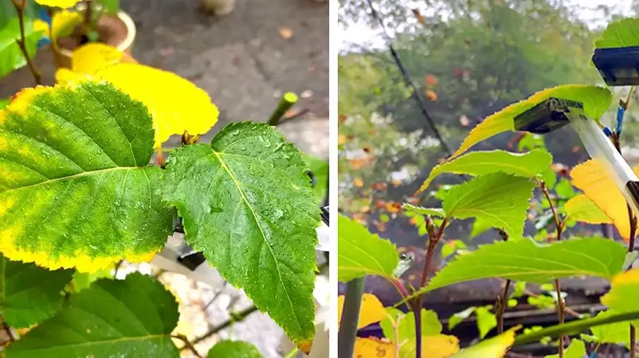 Full outdoor shot of a plant with leaves showing signs of fall foliage.  On the left side of the image, the leaves are predominantly a mixture of vibrant green and bright yellow, indicating a transition toward autumn colors. The leaves are quite large and present a variety of shades suggesting a shift in chlorophyll production. Some leaves also appear moist likely due to recent rain or high humidity. The background is out of focus but suggests ground or concrete.  On the right side of the image, the foliage is also a combination of green and some hints of yellow or orange, but the color gradient is less dramatic than on the left side.  Parts of the stems of the plant are visible and are a reddish-brown color. An apparatus, a white/light gray pole with small electronic devices or sensors attached to the leaves is present. The sensors appear to be clamped; this part of the image seems to be part of a monitoring or experimental setup for the plant physiology.  The lighting suggests an outdoor setting. Overall, the image compares the natural color changes in leaves to those possibly being observed and monitored via scientific measurement devices. Credit: Tohoku University