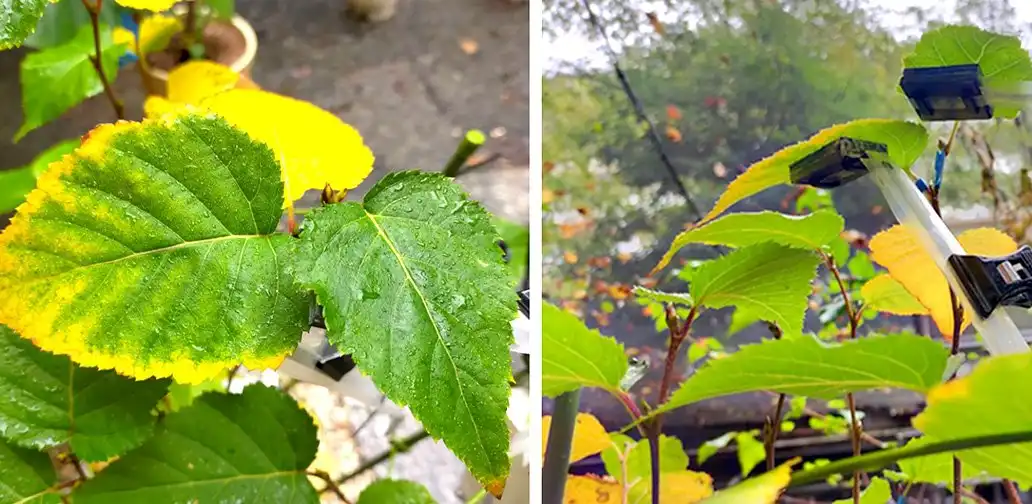 Full outdoor shot of a plant with leaves showing signs of fall foliage. On the left side of the image, the leaves are predominantly a mixture of vibrant green and bright yellow, indicating a transition toward autumn colors. The leaves are quite large and present a variety of shades suggesting a shift in chlorophyll production. Some leaves also appear moist likely due to recent rain or high humidity. The background is out of focus but suggests ground or concrete. On the right side of the image, the foliage is also a combination of green and some hints of yellow or orange, but the color gradient is less dramatic than on the left side. Parts of the stems of the plant are visible and are a reddish-brown color. An apparatus, a white/light gray pole with small electronic devices or sensors attached to the leaves is present. The sensors appear to be clamped; this part of the image seems to be part of a monitoring or experimental setup for the plant physiology. The lighting suggests an outdoor setting. Overall, the image compares the natural color changes in leaves to those possibly being observed and monitored via scientific measurement devices. Credit: Tohoku University